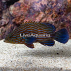 Blue Line Grouper  (click for more detail)