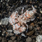 Harlequin Shrimp Male (click for more detail)