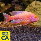 Albino Peacock Cichlid (click for more detail)