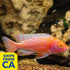 Albino Peacock Cichlid (click for more detail)