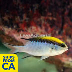 Barrier Reef Chromis (click for more detail)