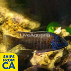 Blue Peacock Cichlid (click for more detail)