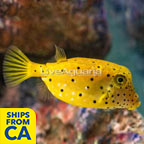 Cubicus Boxfish EXPERT ONLY (click for more detail)