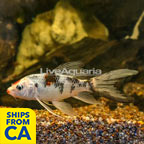 Splattered Butterfly Koi  (click for more detail)