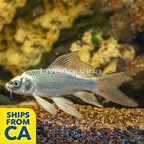 Silver Butterfly Koi  (click for more detail)