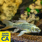 Silver Butterfly Koi  (click for more detail)