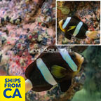 Clarkii Clownfish (click for more detail)