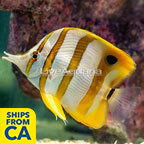 Copperband Butterflyfish (click for more detail)
