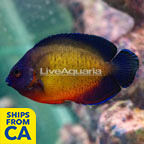 Coral Beauty Angelfish (click for more detail)
