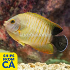 Red Stripe Eibli Angelfish (click for more detail)