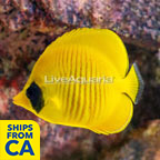 Golden Semilarvatus Butterflyfish (click for more detail)