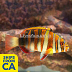 Harlequin Tusk (click for more detail)