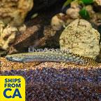 Lapradei Bichir (click for more detail)