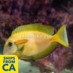 Orangeshoulder Tang (click for more detail)
