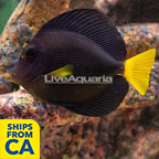 Purple Tang (click for more detail)