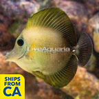 Scopas Tang (click for more detail)