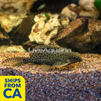 Synodontis Eupterus Catfish (click for more detail)