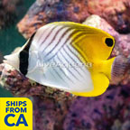Auriga Butterflyfish (click for more detail)