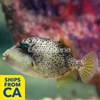 Titan Triggerfish (click for more detail)