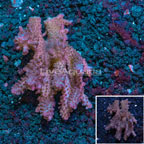 Aussie Tabling Acropora Coral (click for more detail)