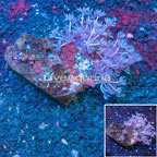 Colony Polyp Combo Rock Indonesia  (click for more detail)