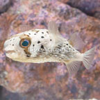 Porcupine Puffer (click for more detail)