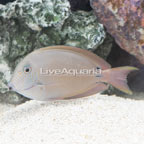 Lavender Tang (click for more detail)