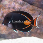 Achilles Tang EXPERT ONLY (click for more detail)