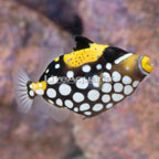 Clown Triggerfish  (click for more detail)