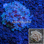 LiveAquaria® Glove Polyp Coral (click for more detail)