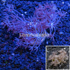USA Cultured Xenia Coral (click for more detail)