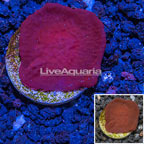 LiveAquaria® Cultured Photosynthetic Plating Red and Blue Sponge (click for more detail)