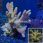 Devil's Hand Leather Coral Indonesia (click for more detail)