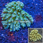 Acropora Coral Australia (click for more detail)