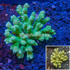 Acropora Coral Indonesia (click for more detail)
