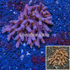 Acropora Coral Australia (click for more detail)