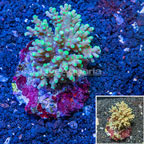 Acropora Coral Indonesia (click for more detail)