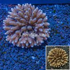 Bushy Acropora Coral Australia (click for more detail)