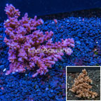 Acropora Coral Australia (click for more detail)
