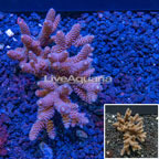 Bushy Acropora Coral Australia (click for more detail)