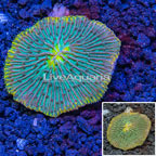 Short Tentacle Plate Coral Australia (click for more detail)