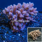 Bushy Acropora Coral Australia (click for more detail)