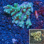 Acropora Coral Australia (click for more detail)