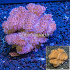 Pocillopora Coral Indonesia (click for more detail)