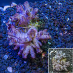 Blushing Leather Coral Vietnam (click for more detail)