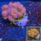 Pocillopora Coral Indonesia (click for more detail)