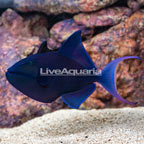 Niger Triggerfish  (click for more detail)