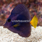Purple Tang [Blemish] (click for more detail)