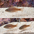 Oxina Cardinalfish (Trio) (click for more detail)