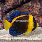 Scribbled Angelfish (click for more detail)